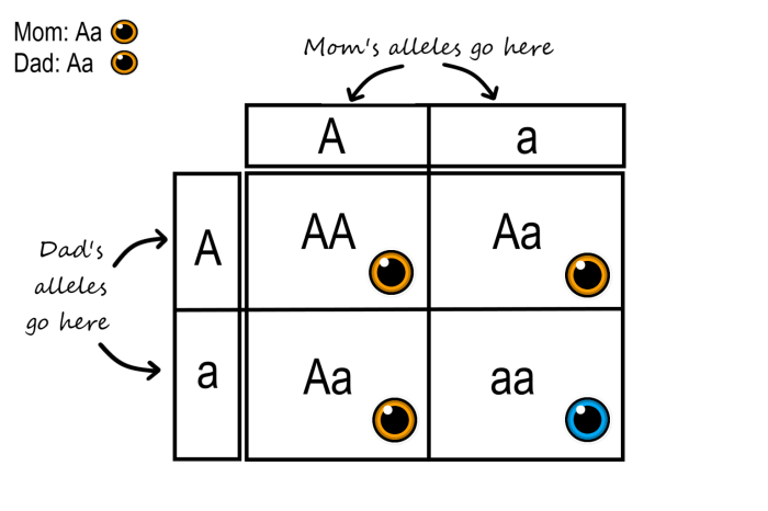 One of a gene pair crossword