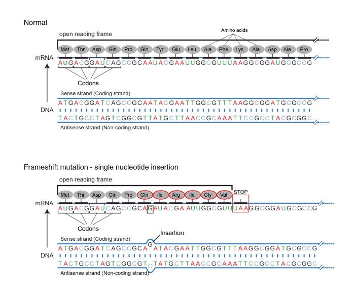 Evolution mutation nation answer key