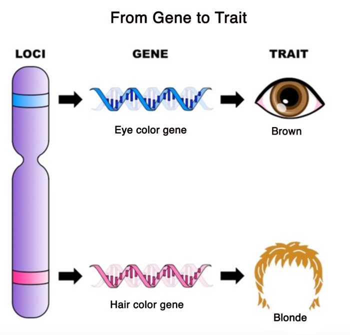 Punnett square inheritance genetics mendelian genotype squares offspring mating heredity predicting probability pressbooks humanbiology tru proportions