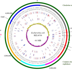 Evolution mutation nation answer key