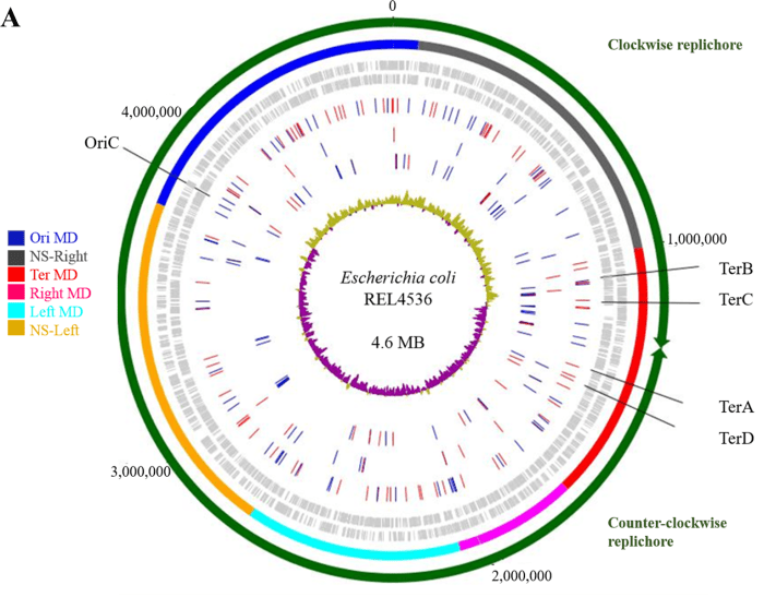 Evolution mutation nation answer key