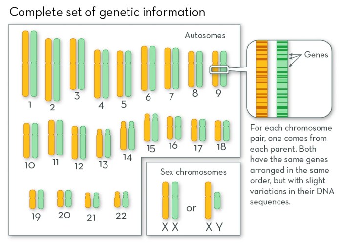 One of a gene pair crossword