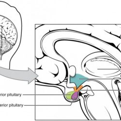 Endocrine hypothalamus hormones hormone adh antidiuretic produced pituitary gland anterior hormonas hypophyse posterior fisiologia secreted endocrino medizin disorders lobes physiology