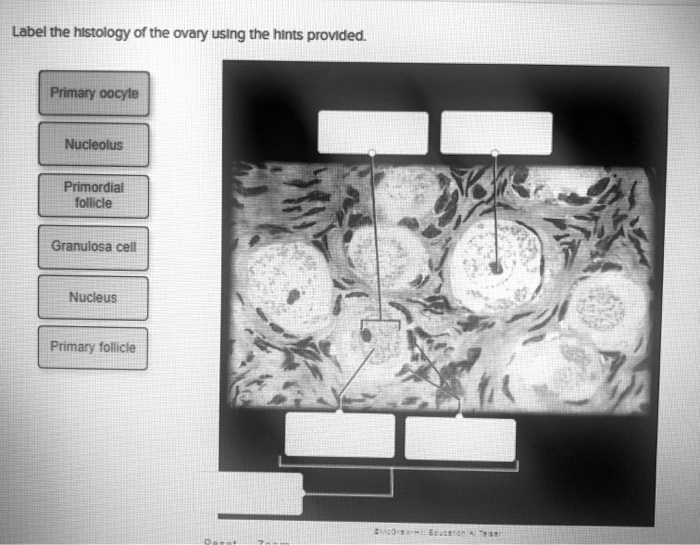 Label the histology of the ovary using the hints provided.