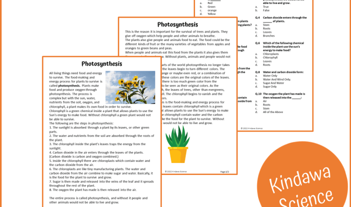 Photosynthesis reading comprehension questions answer key