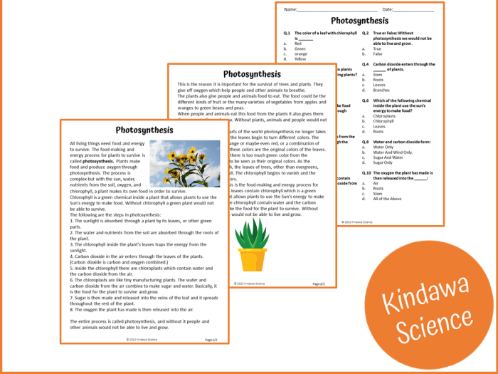 Photosynthesis reading comprehension questions answer key