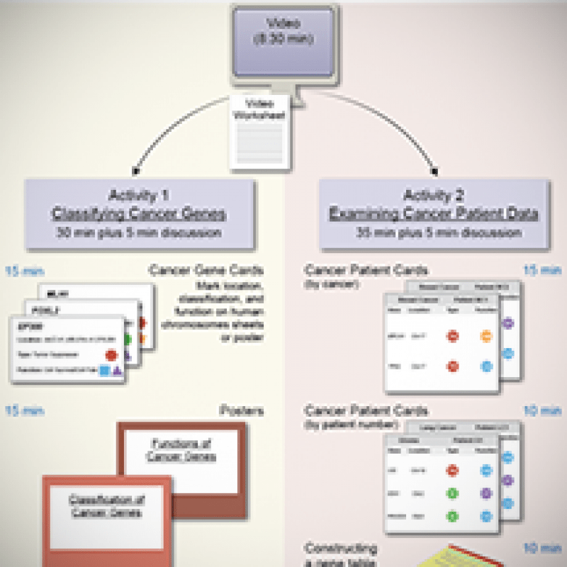 Hhmi the eukaryotic cell cycle and cancer answers