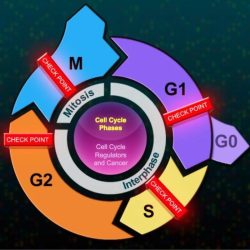 Hhmi the eukaryotic cell cycle and cancer answers