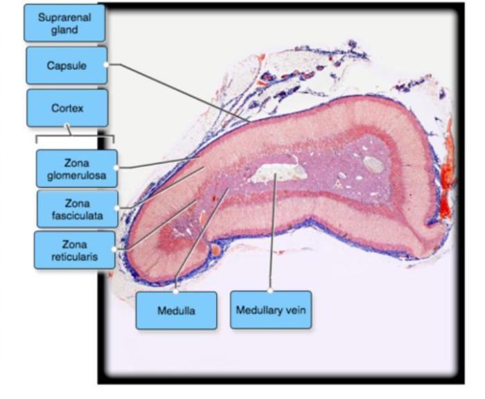 Label the histology of the ovary using the hints provided.